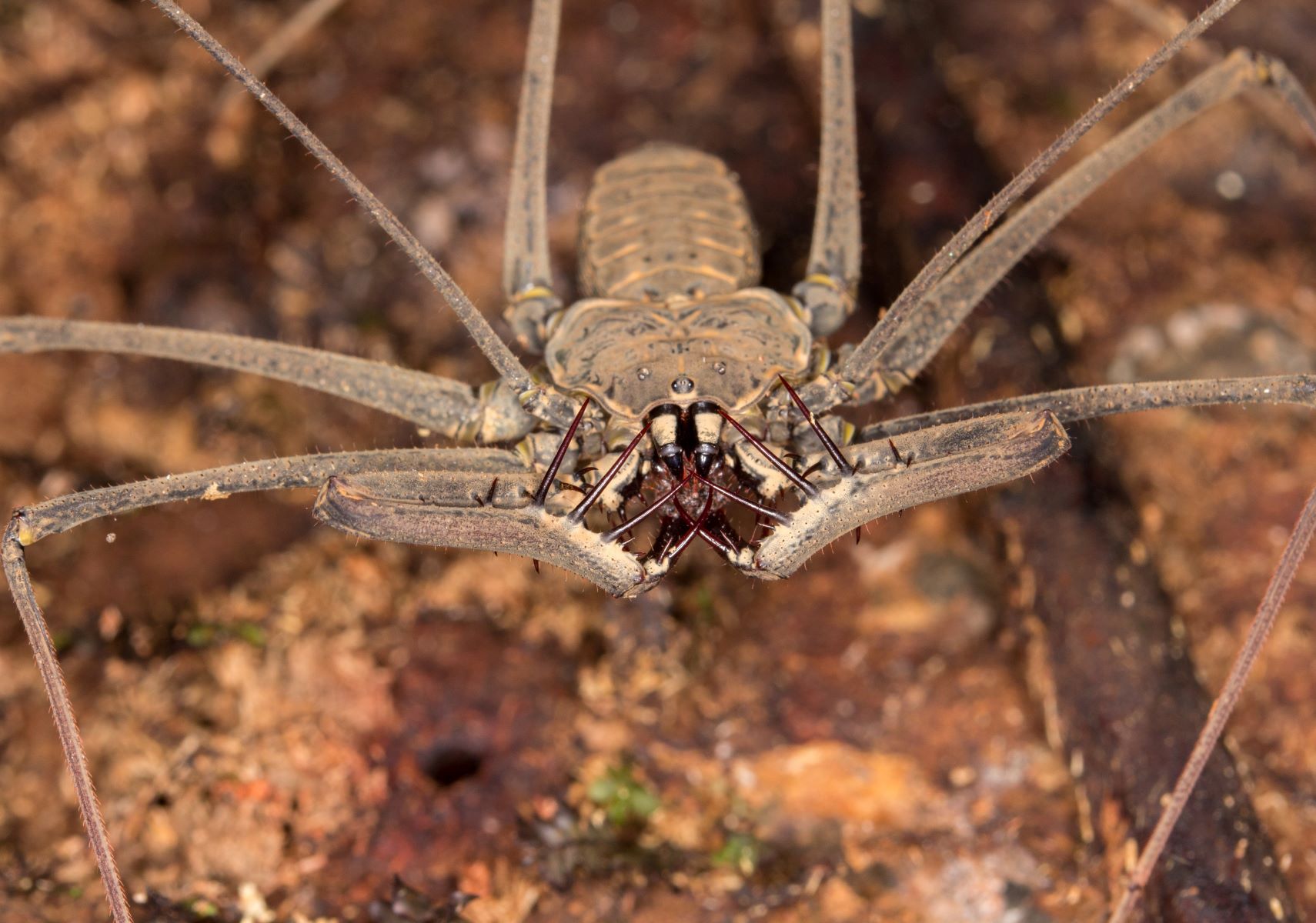 Yeet Cute: Spiders Catapult Themselves In High-Stakes Mating Ritual |  Extremetech