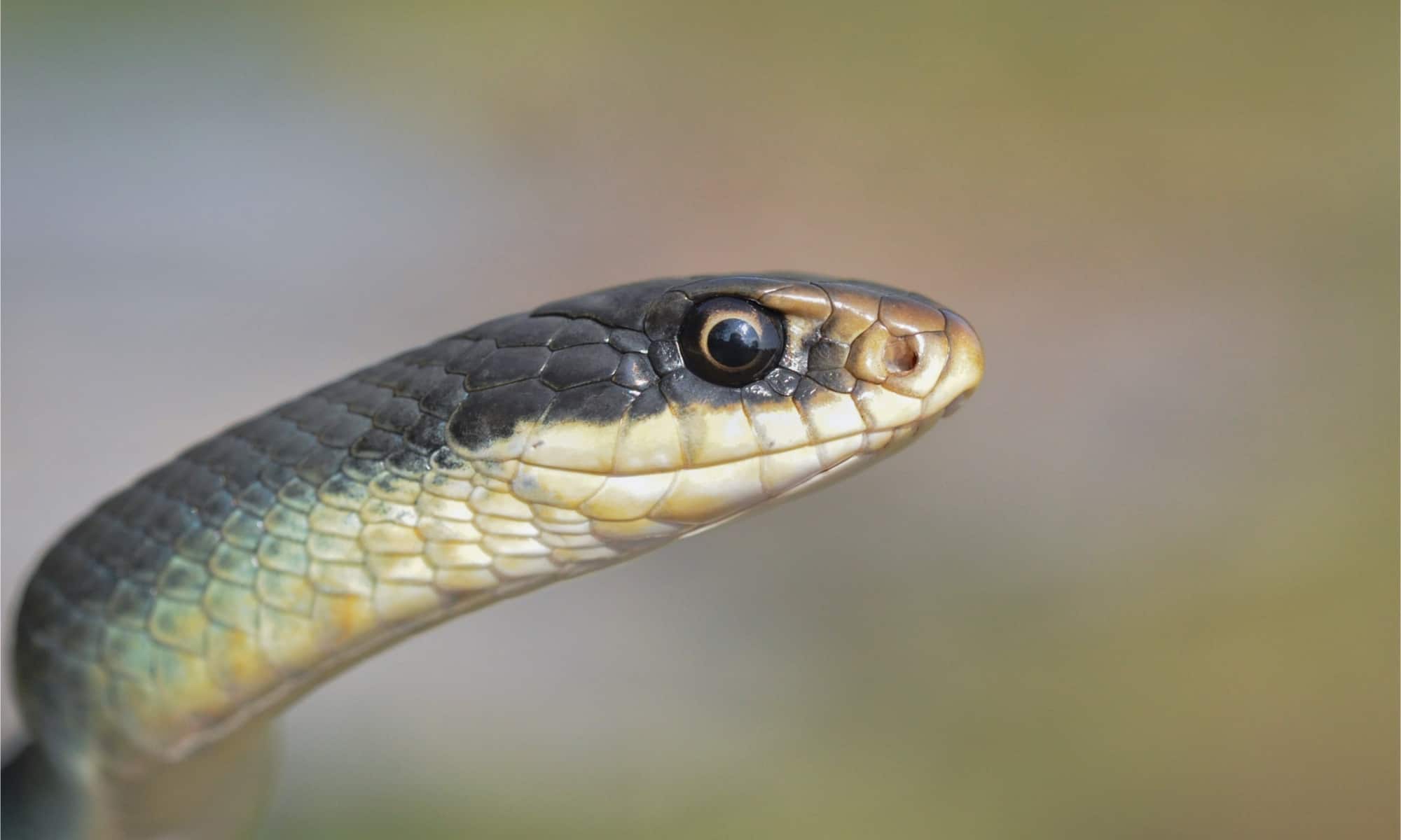 18-enigmatic-facts-about-blue-racer