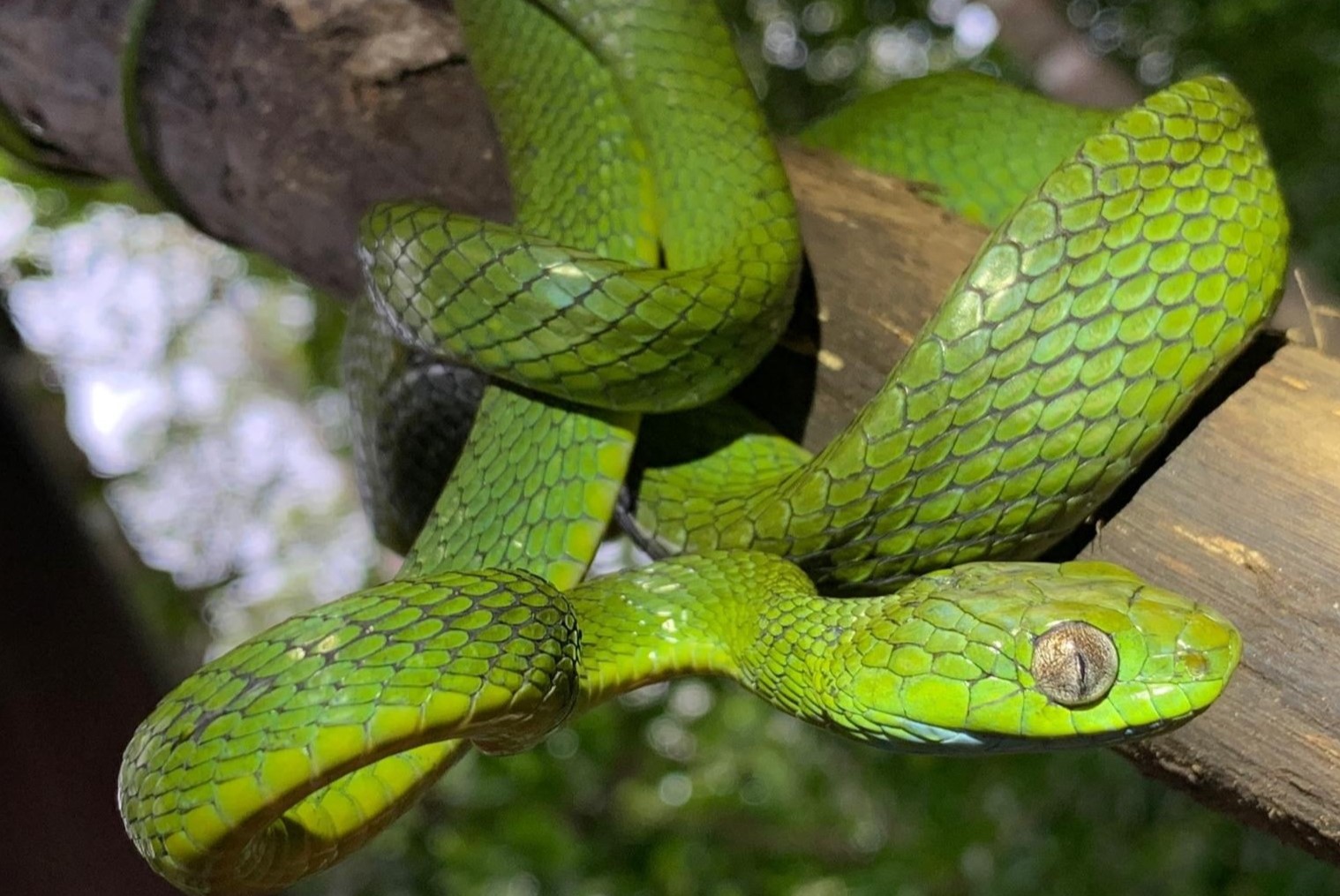 18-enigmatic-facts-about-green-cat-snake