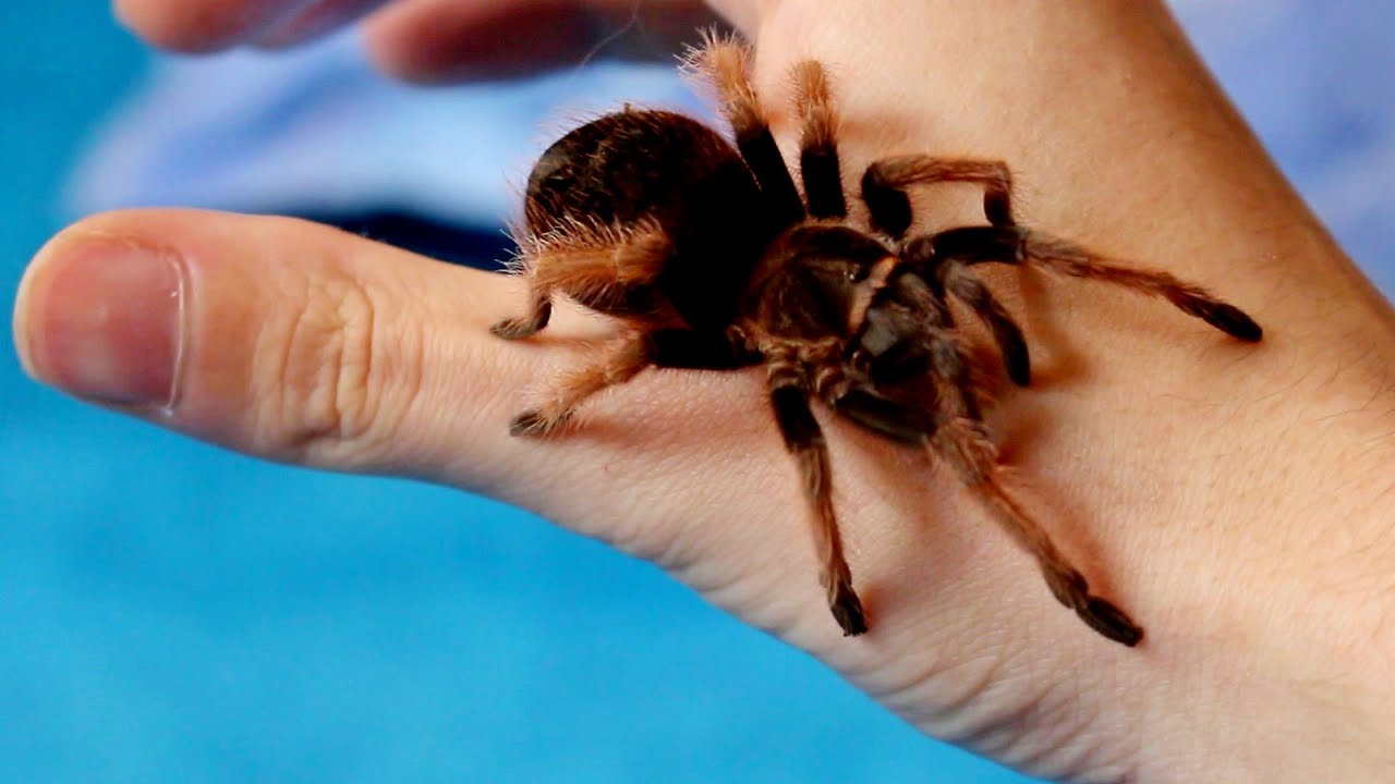 18-enigmatic-facts-about-mexican-pink-tarantula