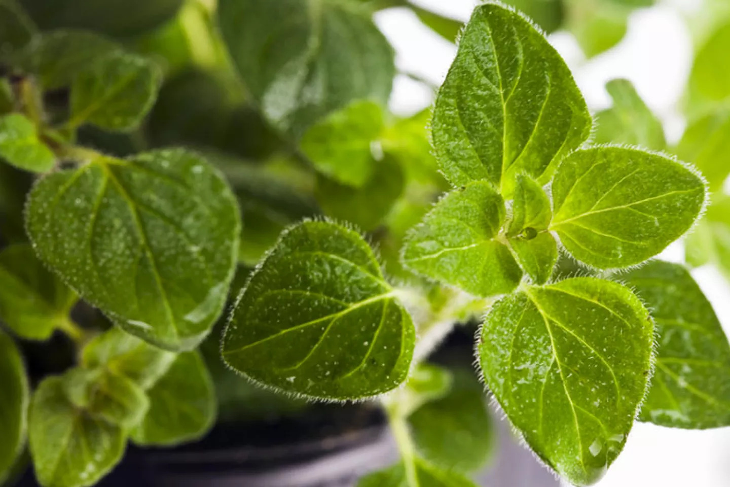 18-enigmatic-facts-about-oregano