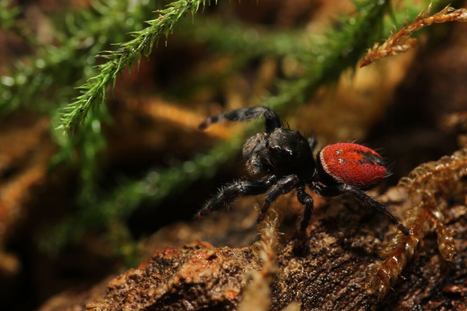 18-enigmatic-facts-about-red-backed-jumping-spider