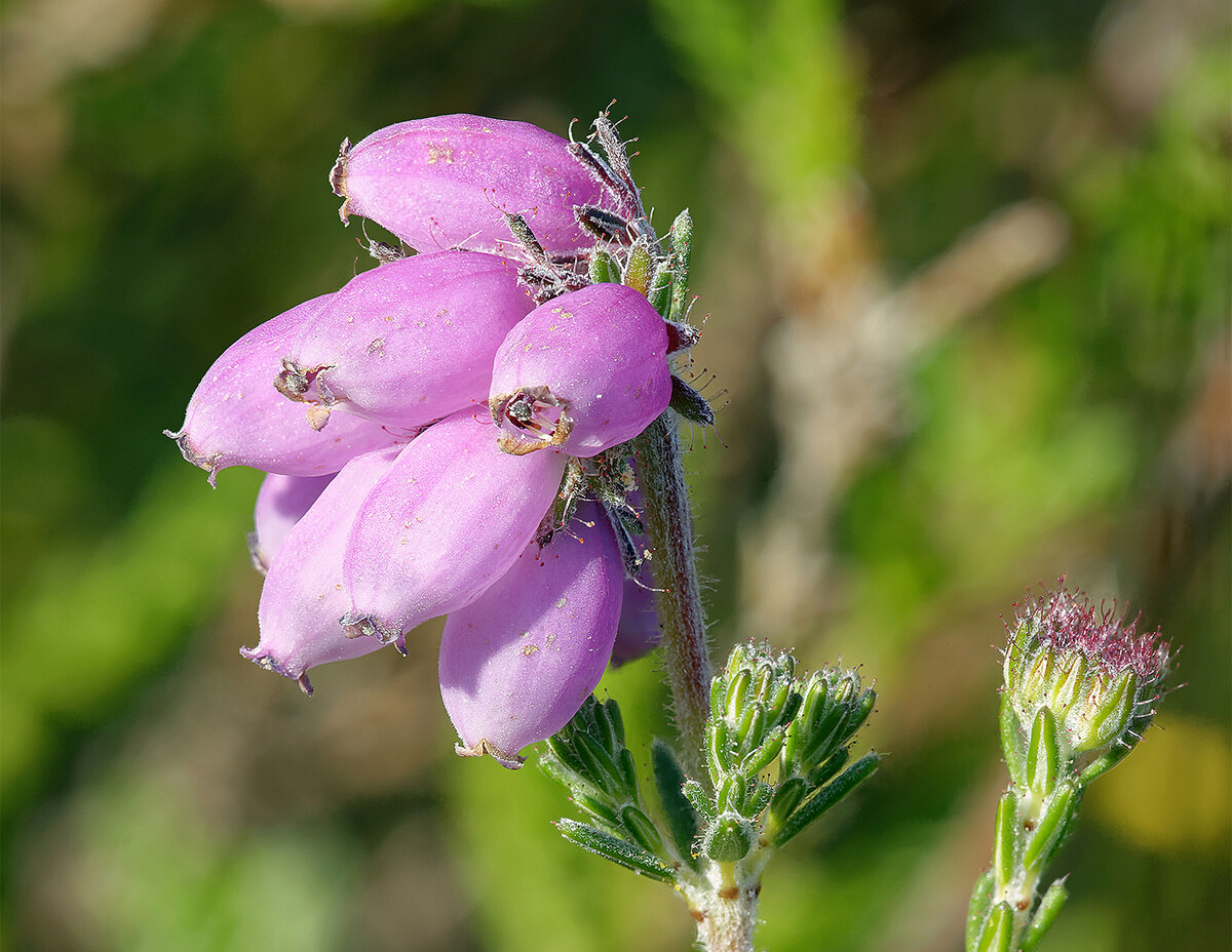 18-fascinating-facts-about-bell-heather