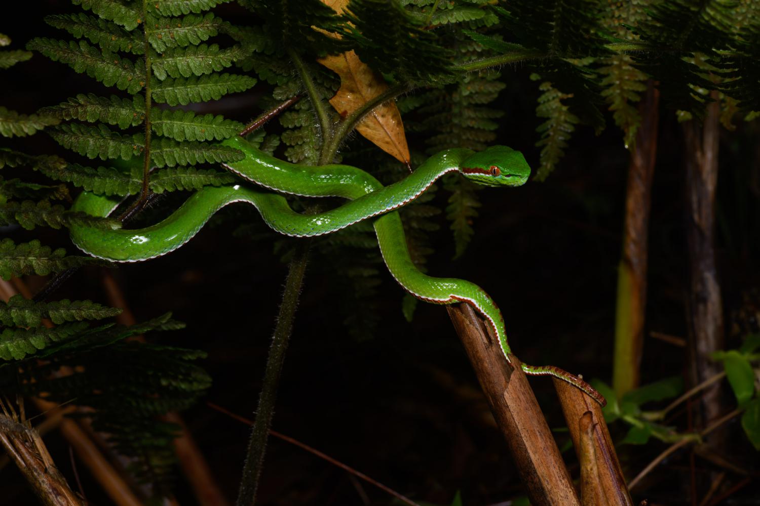 Discover Green Tree Viper Bite - Animals Around The Globe