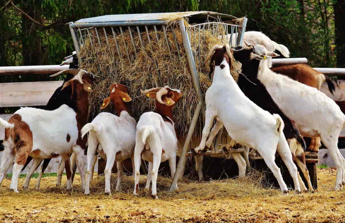 18-fascinating-facts-about-raising-livestock-e-g-cattle-goats