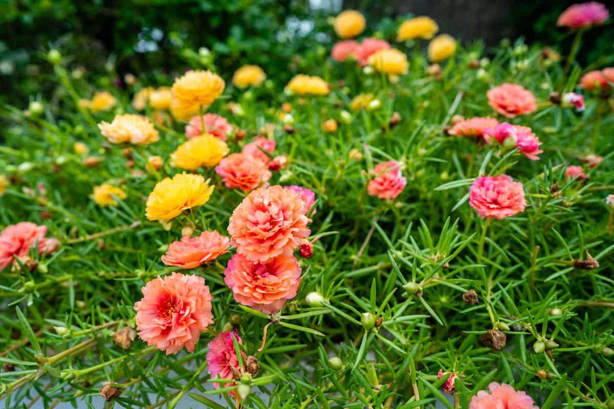 18-intriguing-facts-about-portulaca