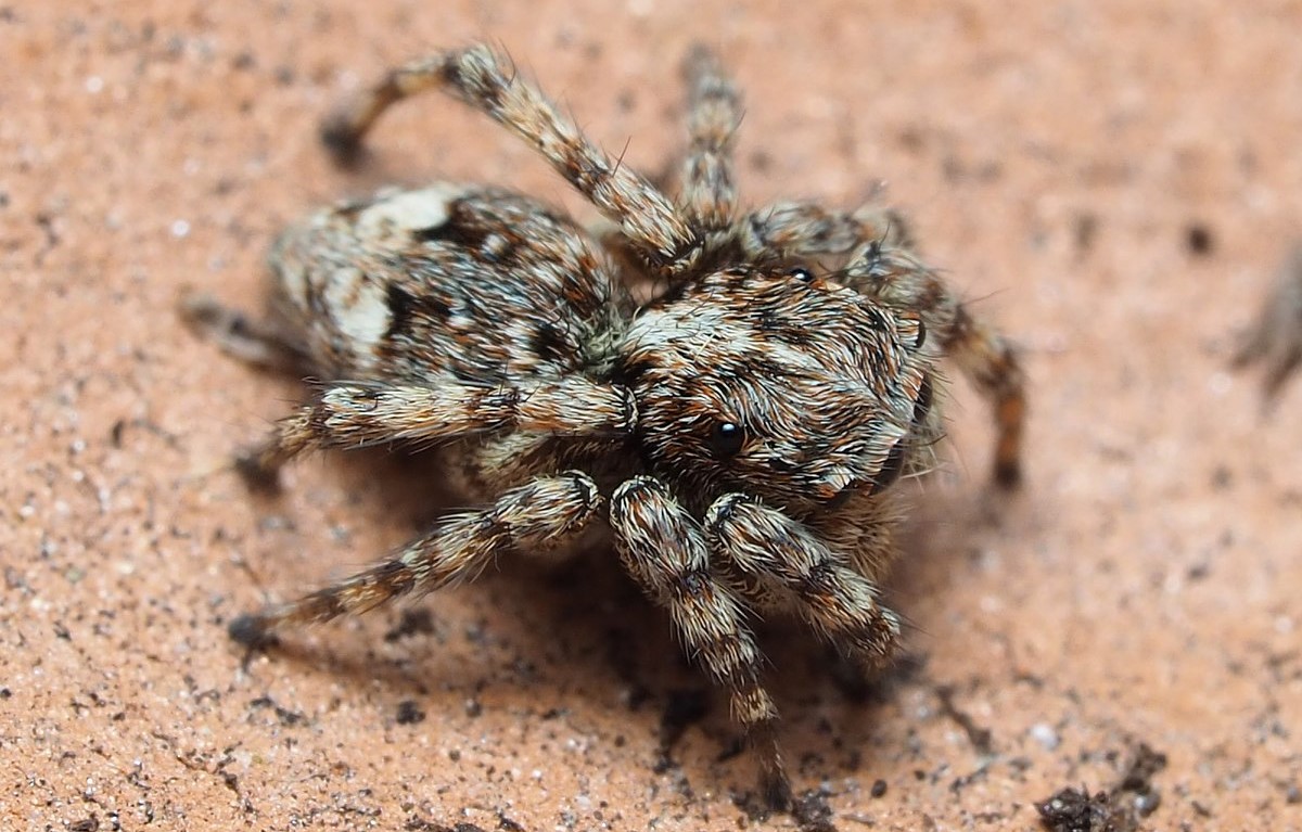 18-intriguing-facts-about-sitticus-jumping-spider