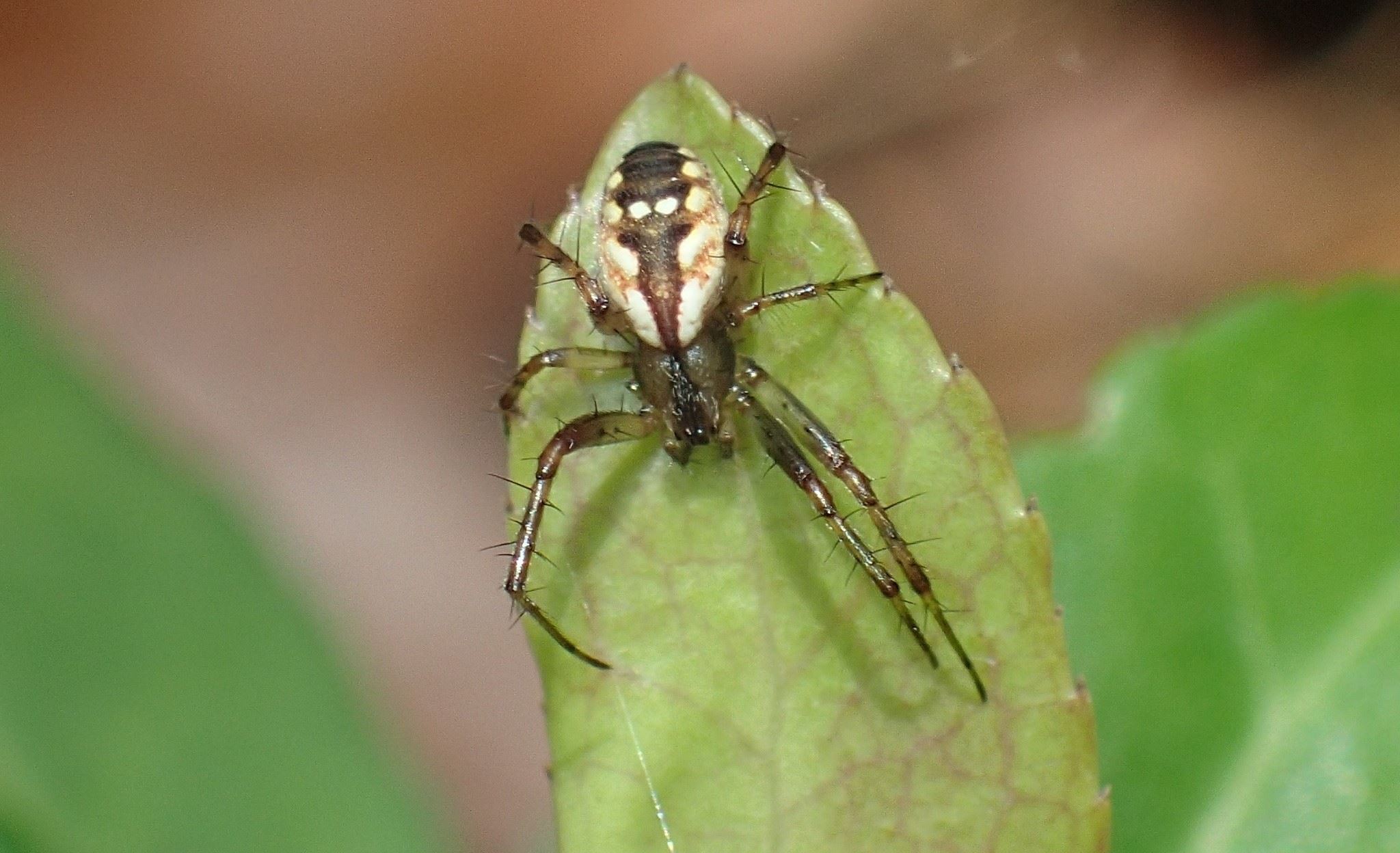18-mind-blowing-facts-about-tuft-legged-orbweaver