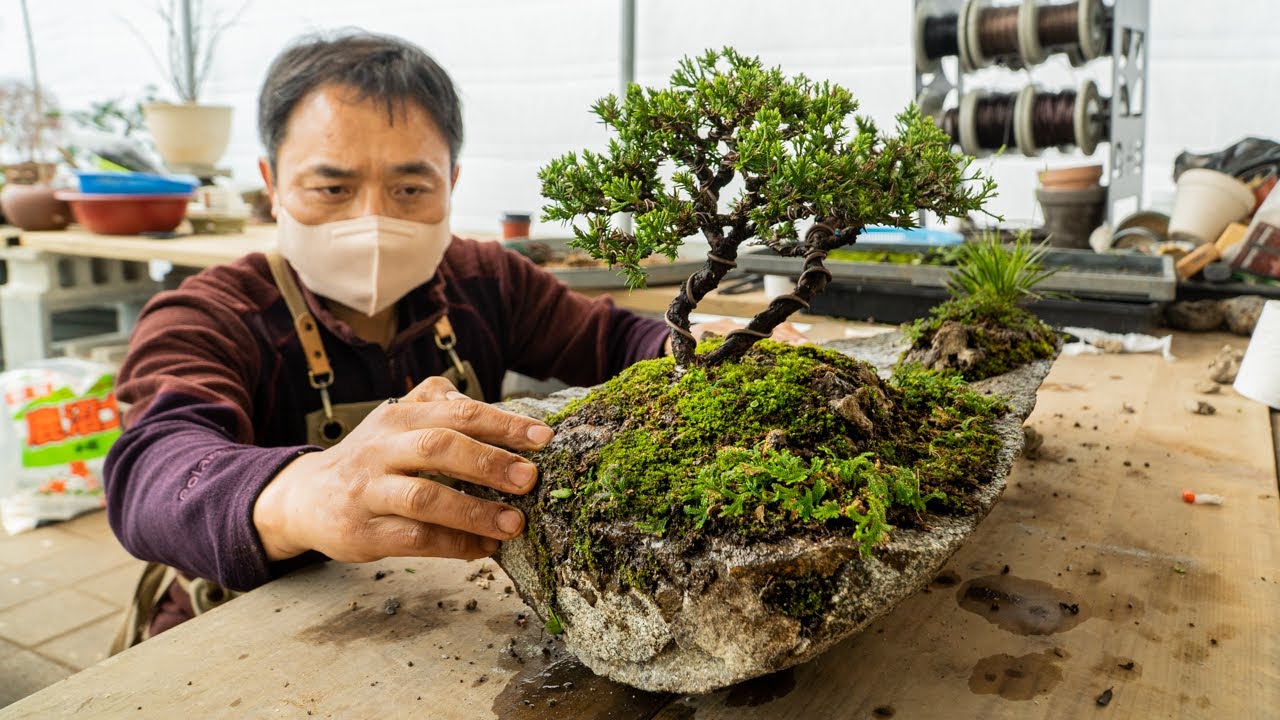18-surprising-facts-about-bonsai