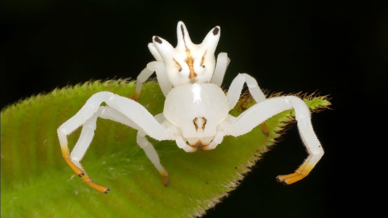 18-surprising-facts-about-flower-crab-spider
