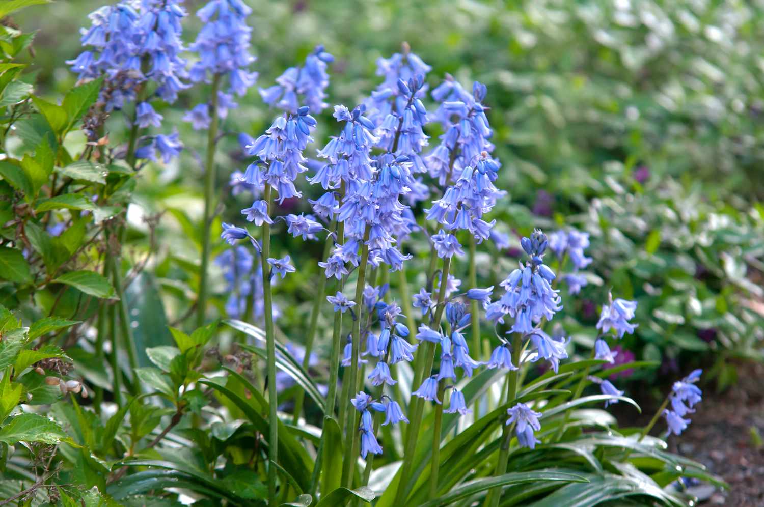 18-surprising-facts-about-spanish-bluebell