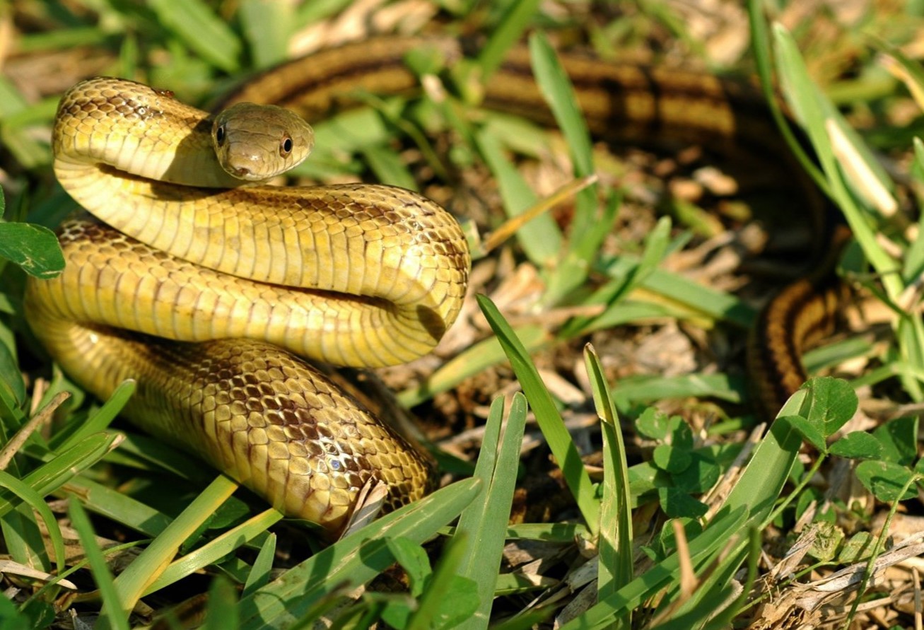 18-surprising-facts-about-yellow-rat-snake