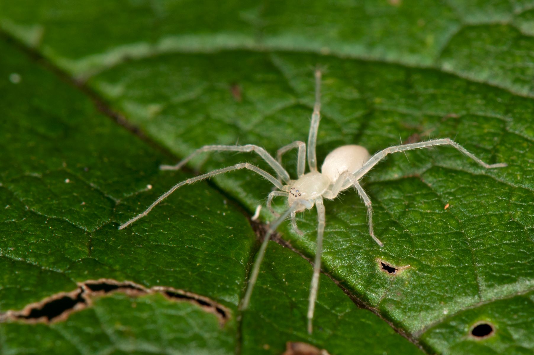 18-unbelievable-facts-about-garden-ghost-spider