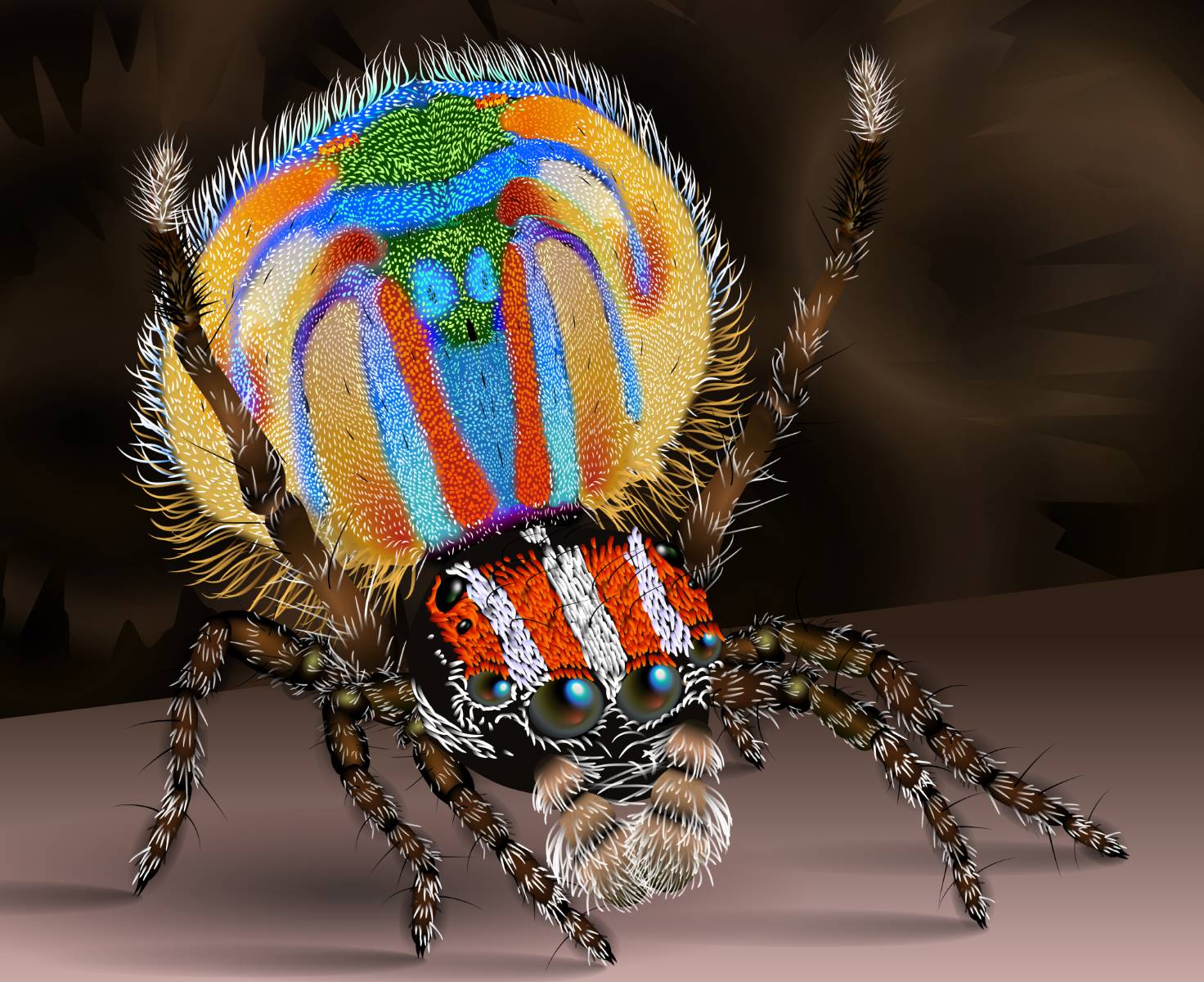 18 Unbelievable Facts About Peacock Spider - Facts.net
