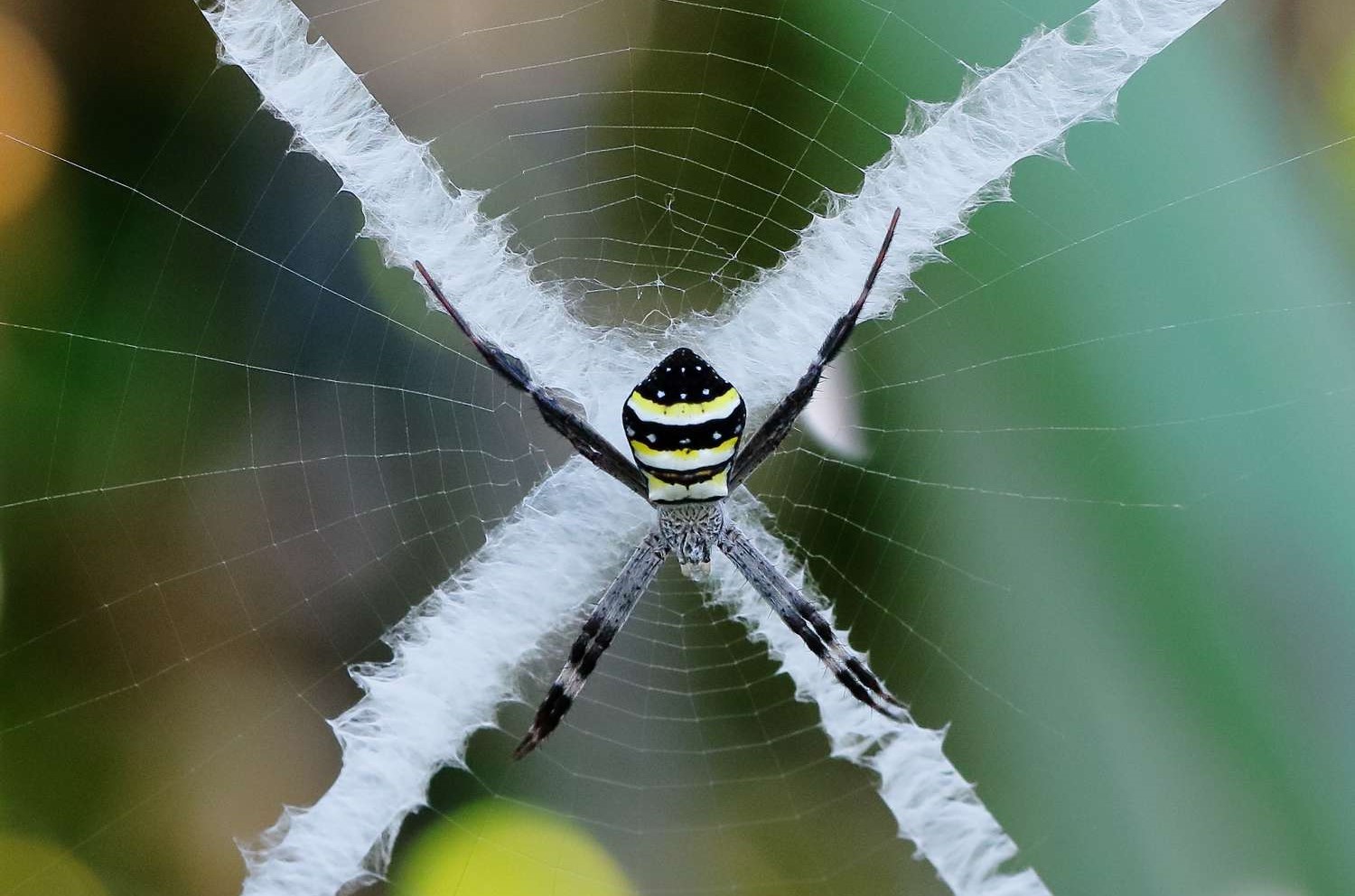 18-unbelievable-facts-about-saint-andrews-cross-spider