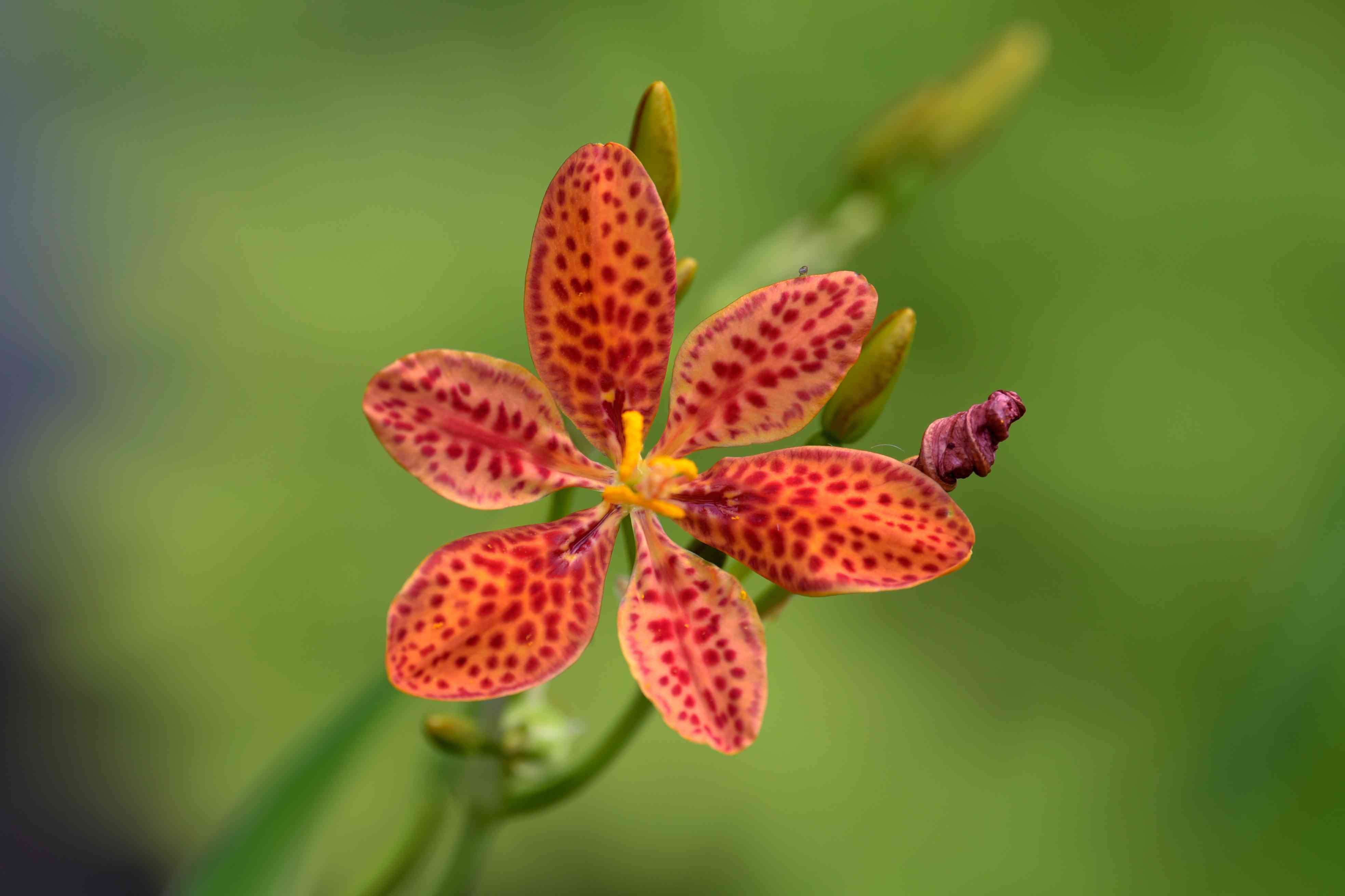 19-astonishing-facts-about-blackberry-lily