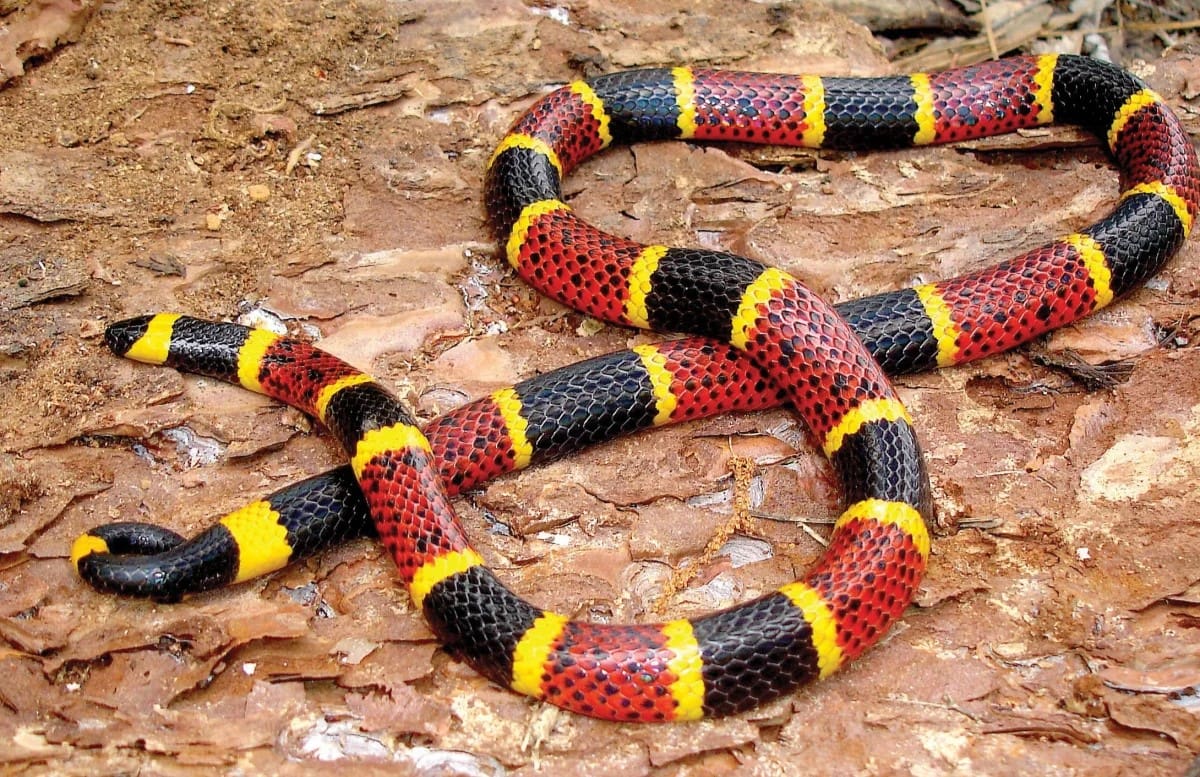 19-astonishing-facts-about-coral-snake