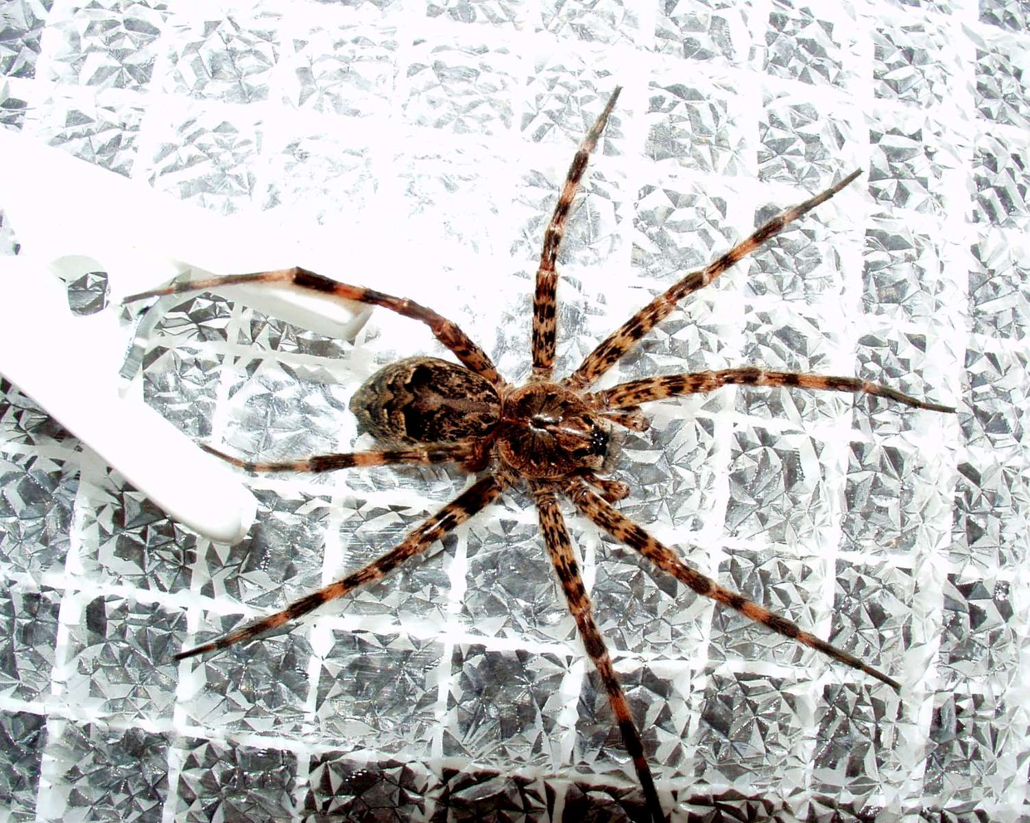 19-astonishing-facts-about-dark-fishing-spider