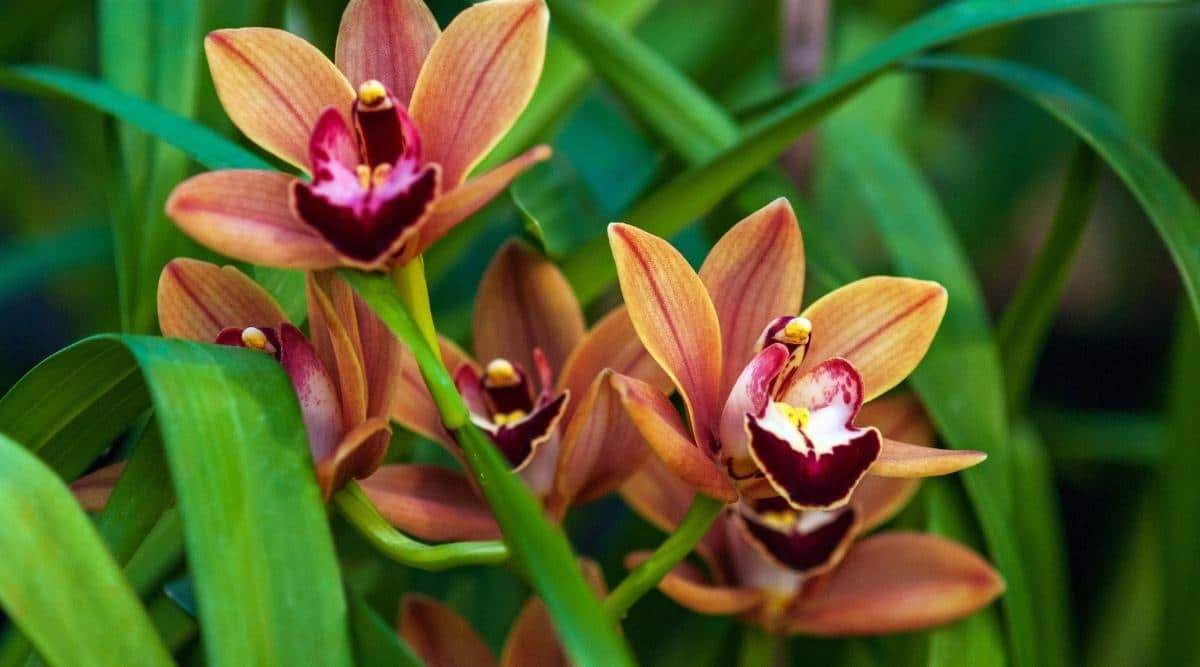 19-astonishing-facts-about-orchid-cultivation