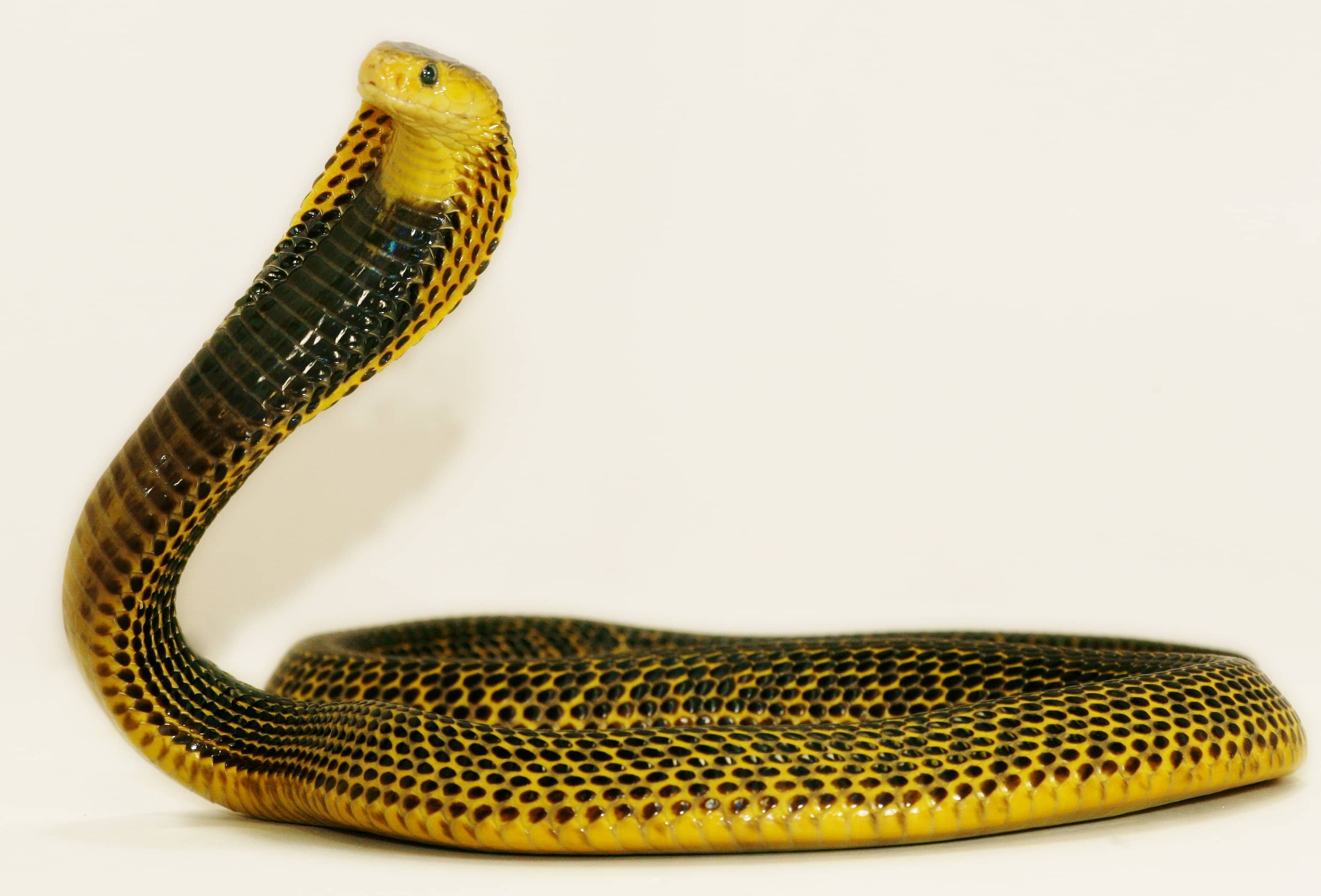 19-astonishing-facts-about-samar-cobra