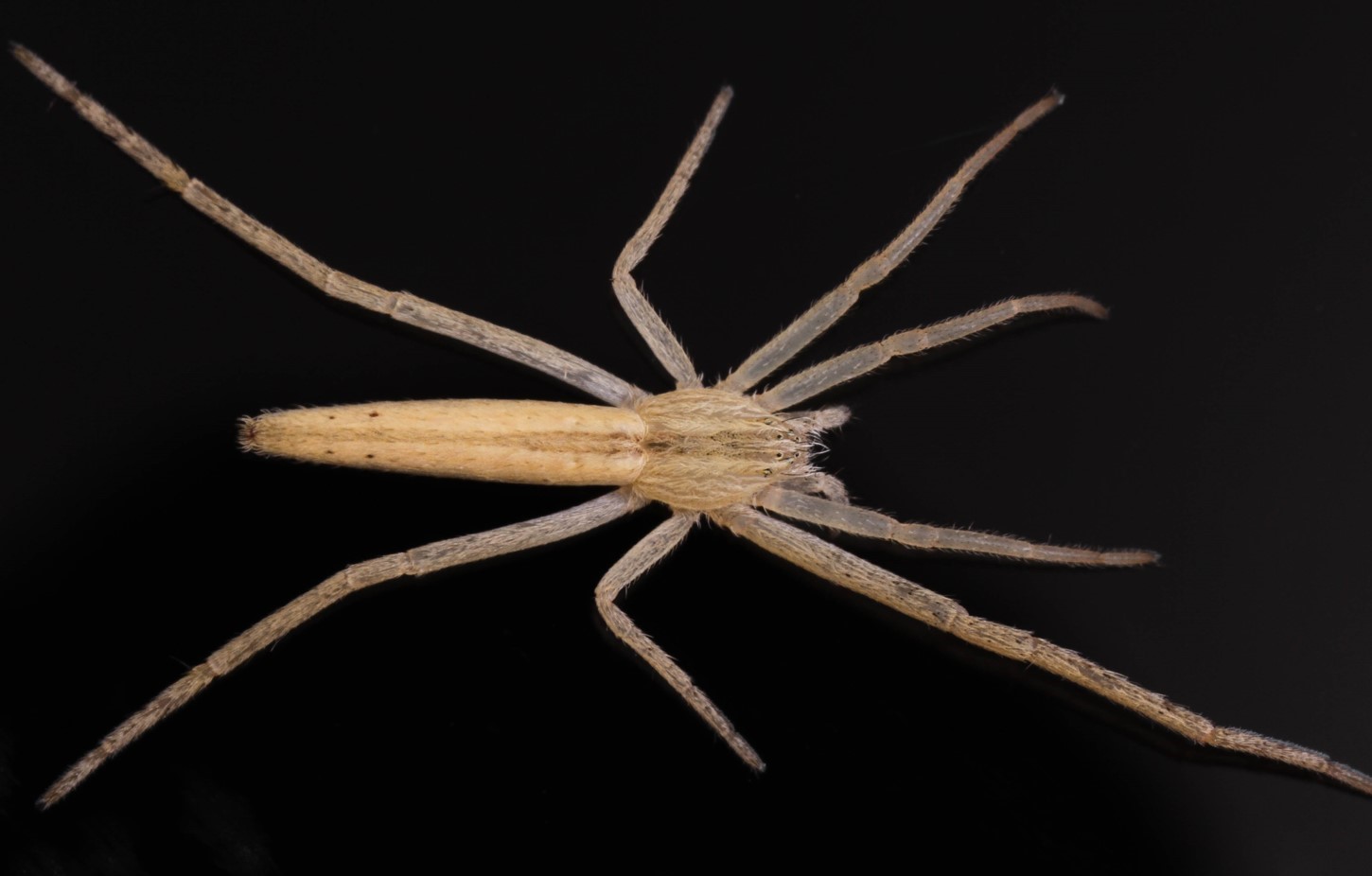 19-astonishing-facts-about-slender-crab-spider
