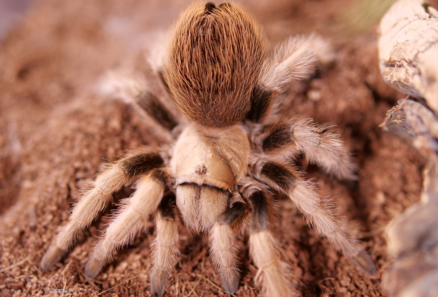 19-astounding-facts-about-desert-blonde-tarantula