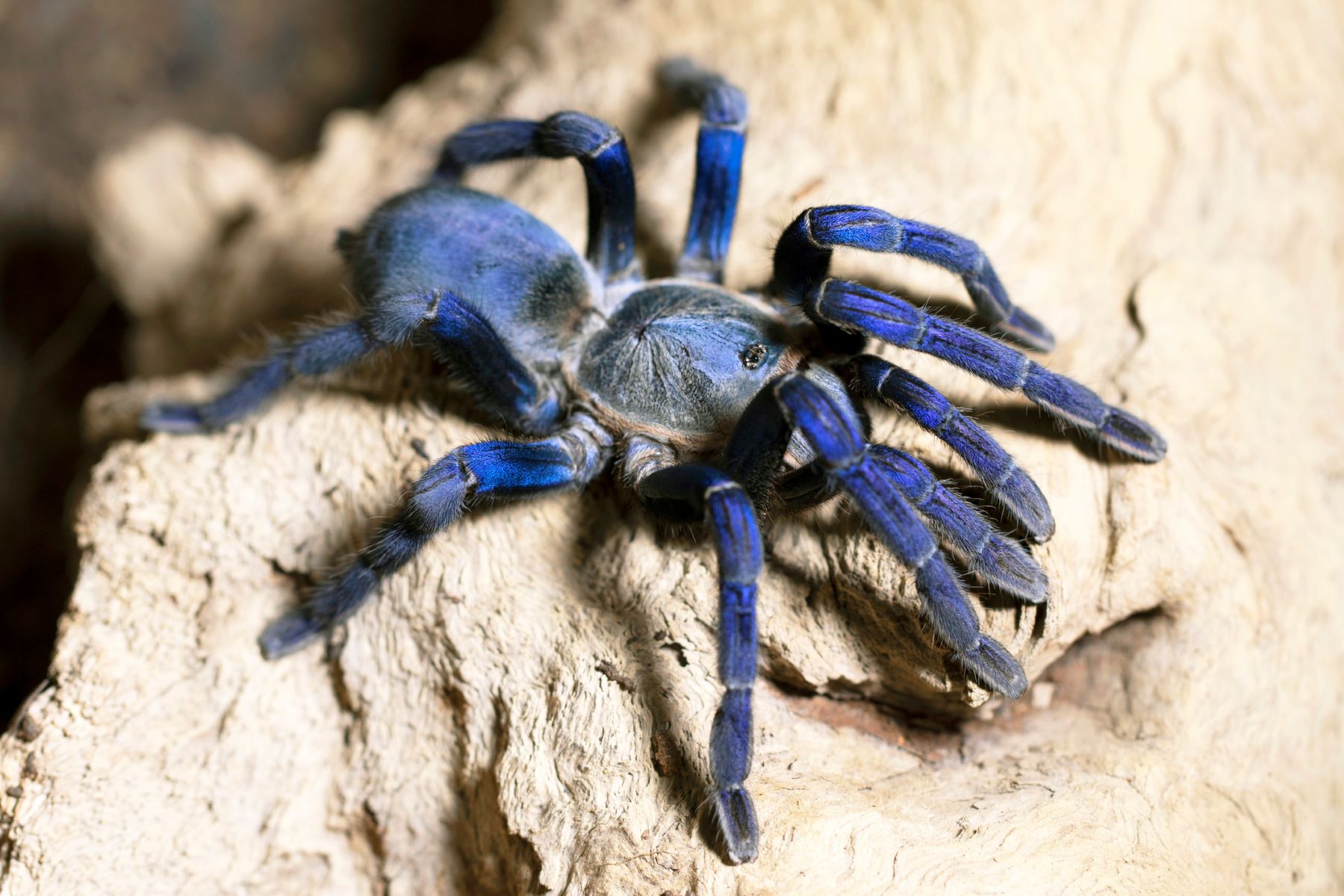 19 Captivating Facts About Cobalt Blue Tarantula 