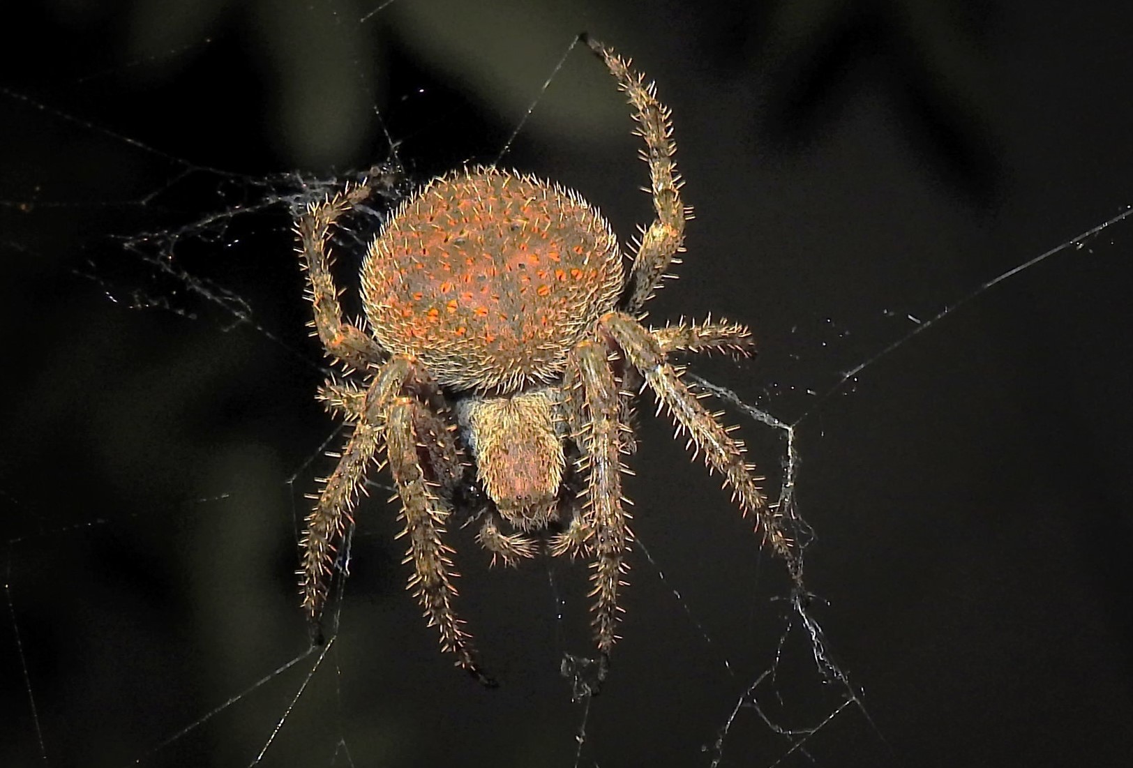 19-captivating-facts-about-hairy-field-spider