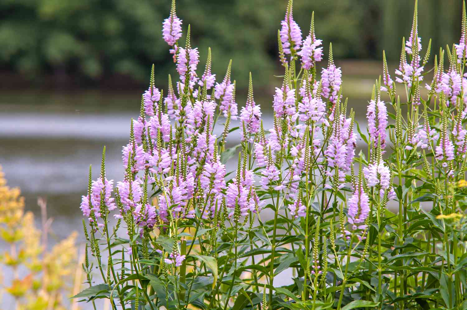 19-captivating-facts-about-obedient-plant