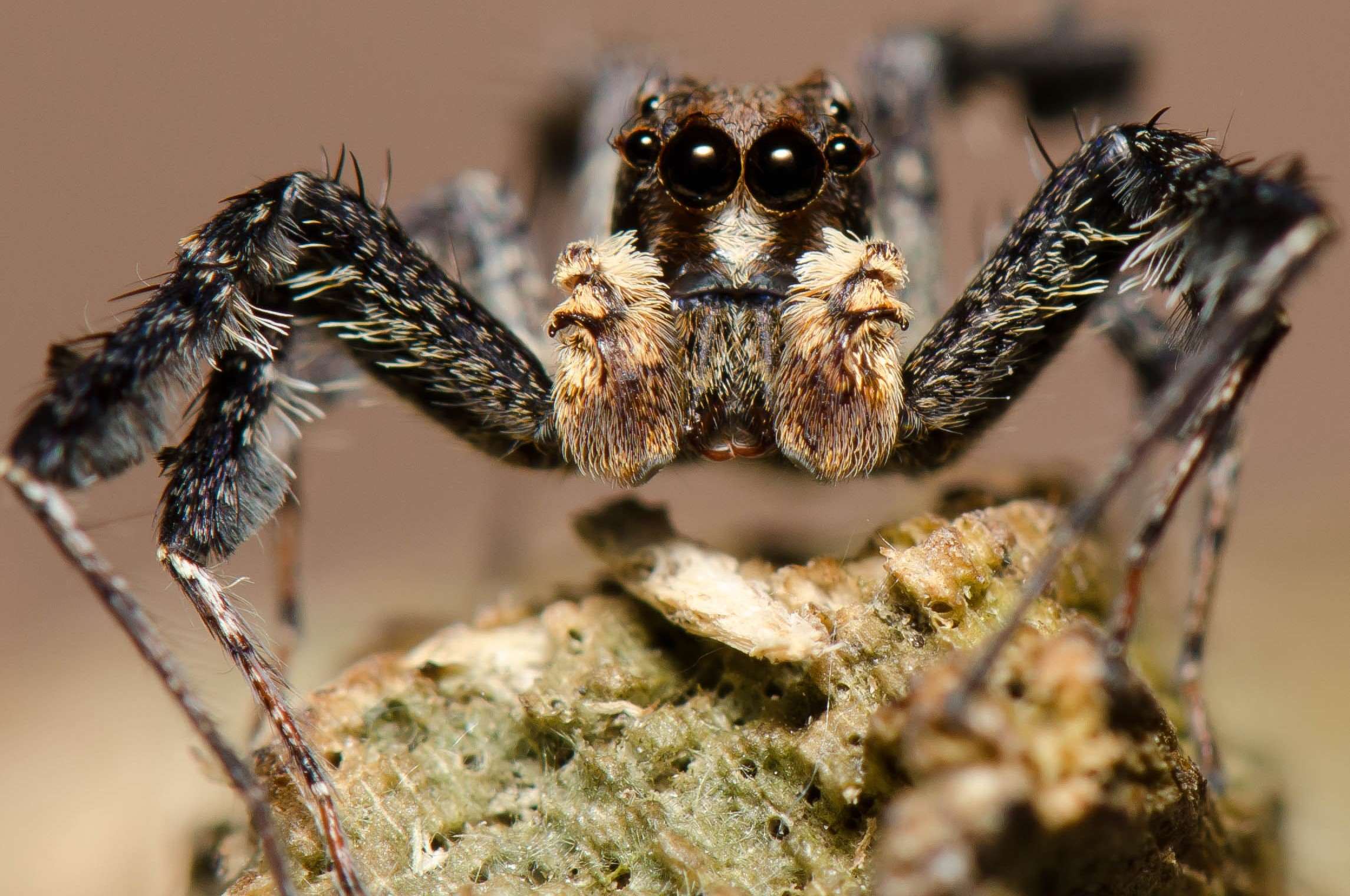 19-captivating-facts-about-white-fringed-jumping-spider