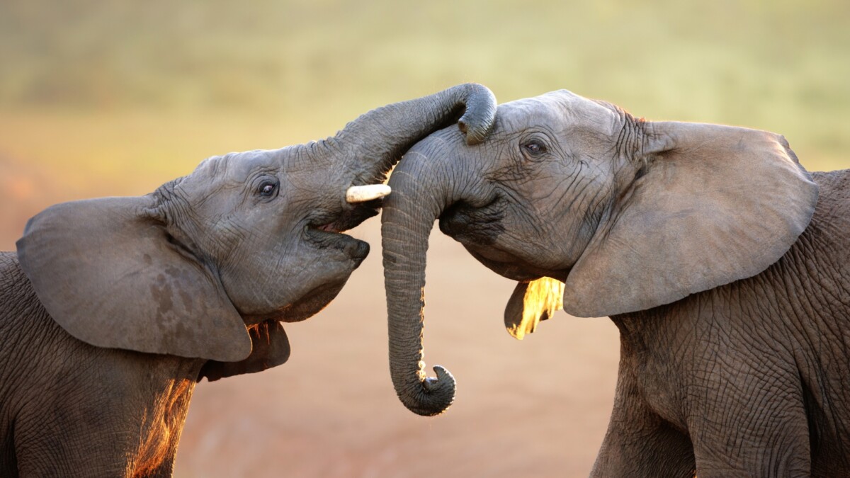 19-enigmatic-facts-about-elephants-for-education-events