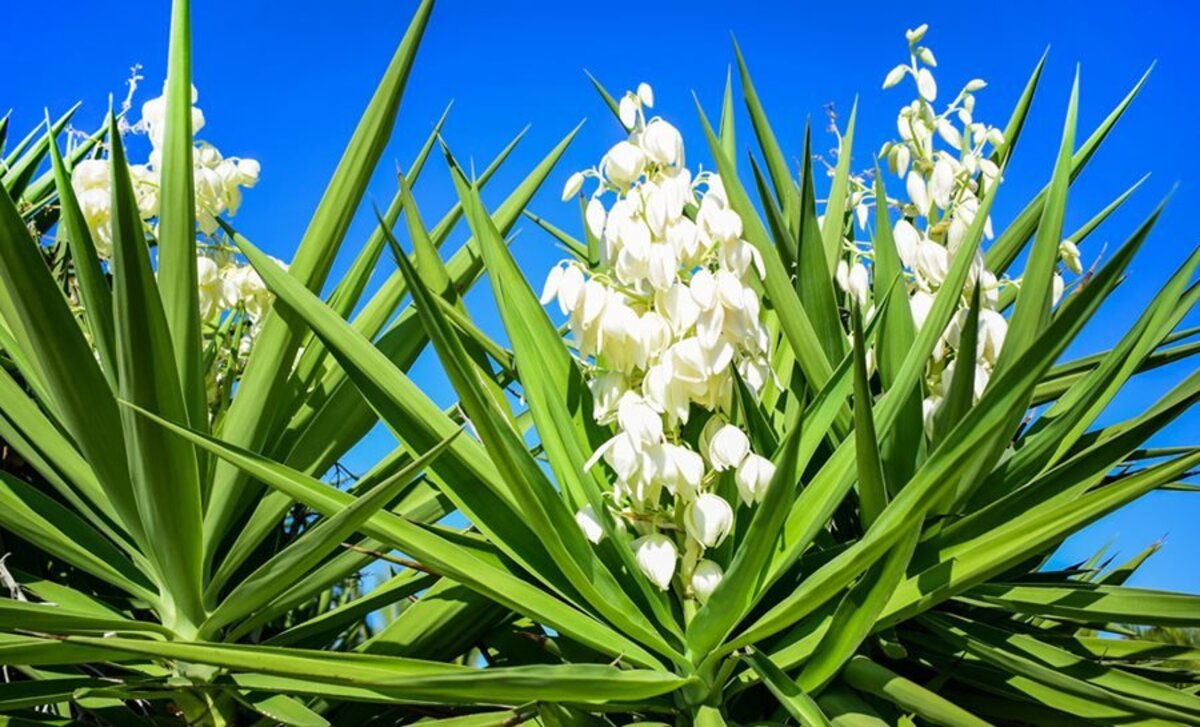 19-enigmatic-facts-about-yucca