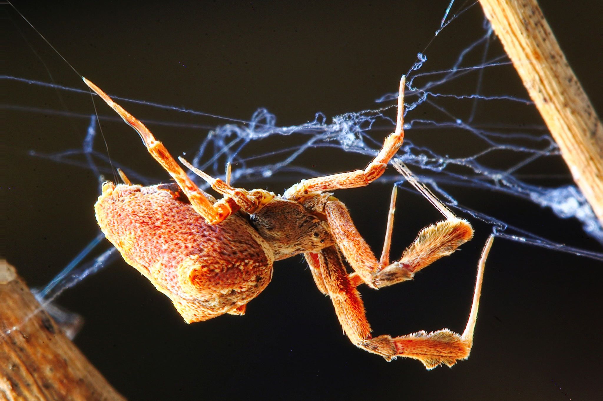 19-extraordinary-facts-about-feather-legged-spider