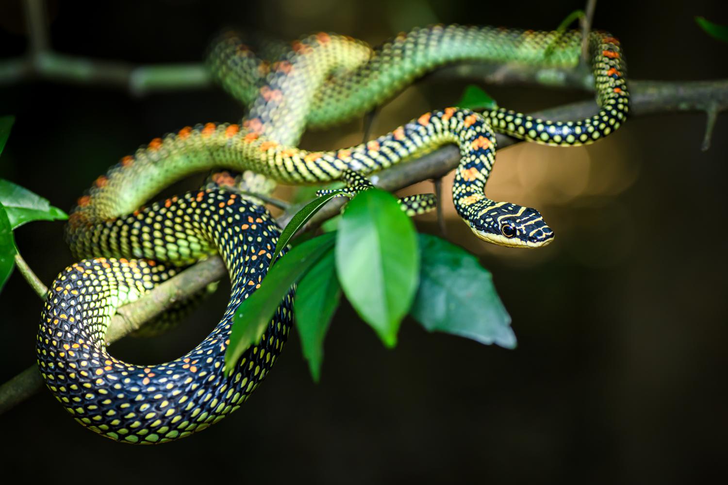 19-extraordinary-facts-about-paradise-tree-snake