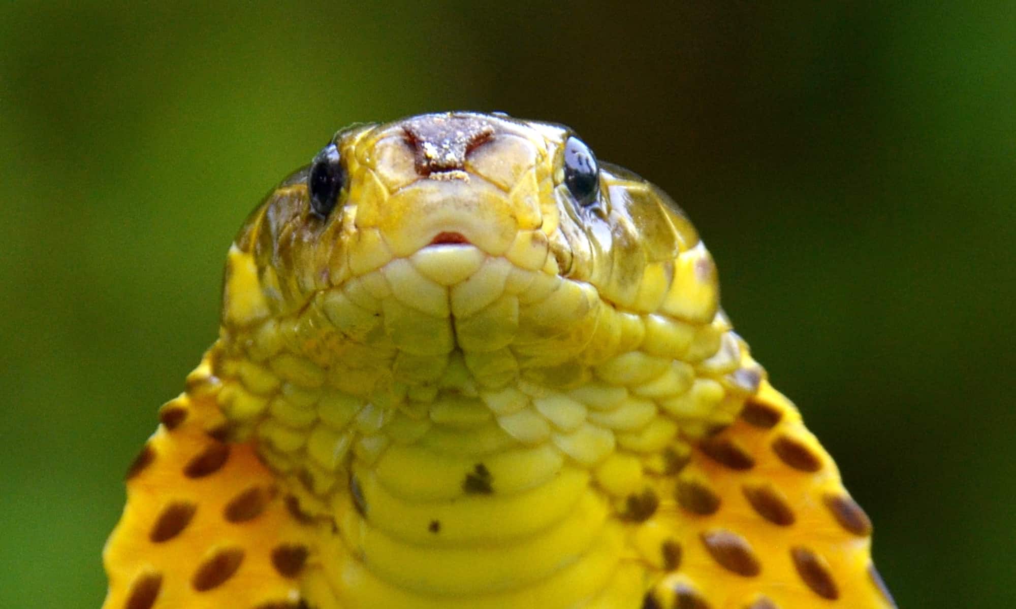 19-extraordinary-facts-about-philippine-cobra