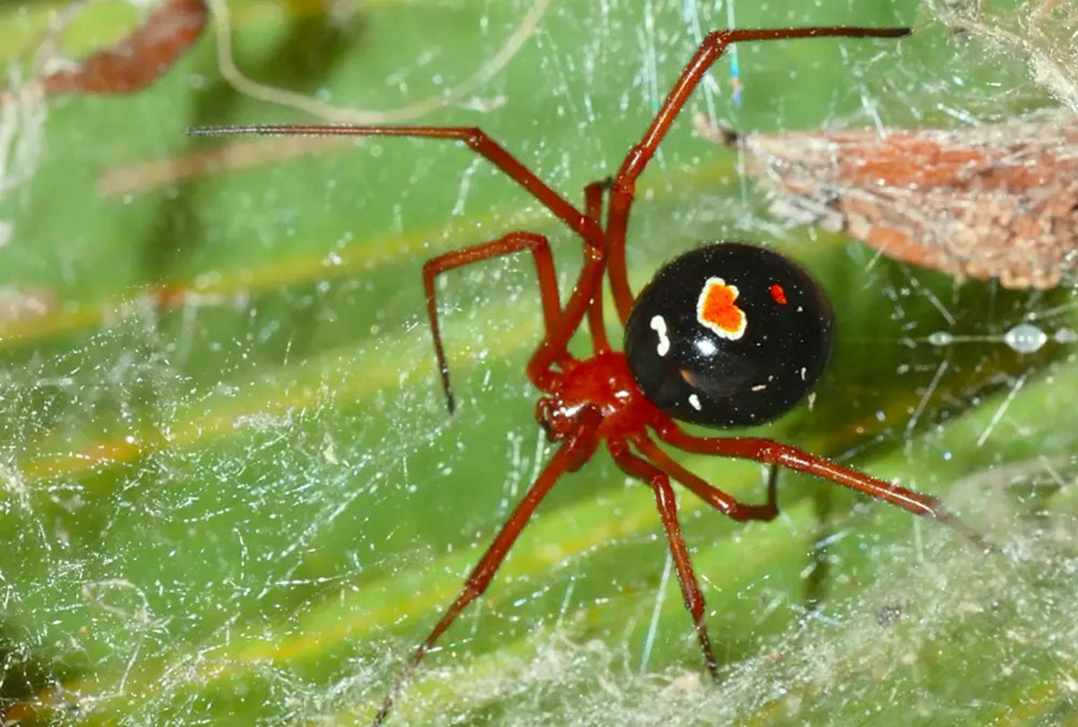 Как выглядит каракурт. Красноногий паук-вдова. Красноногий паук-вдова (вдова Бишопа). Каракурт паук. Красный Спайдер паук.