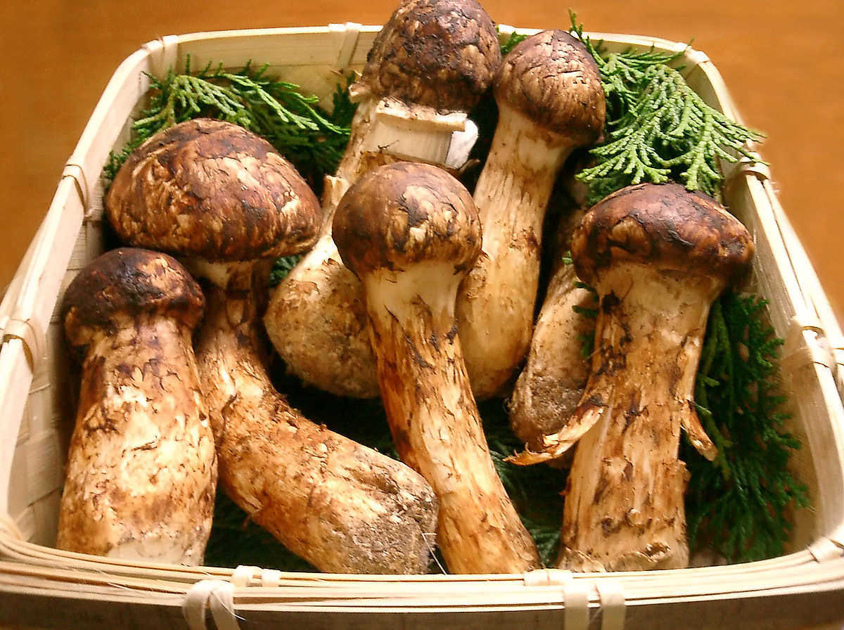 19-facts-about-pine-mushrooms