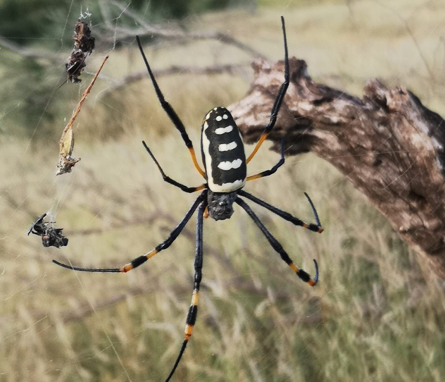 19-fascinating-facts-about-banded-legged-golden-orb-web-spider