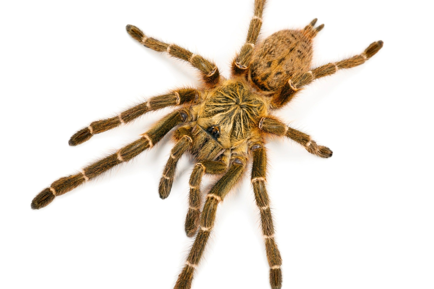 19-intriguing-facts-about-golden-tarantula