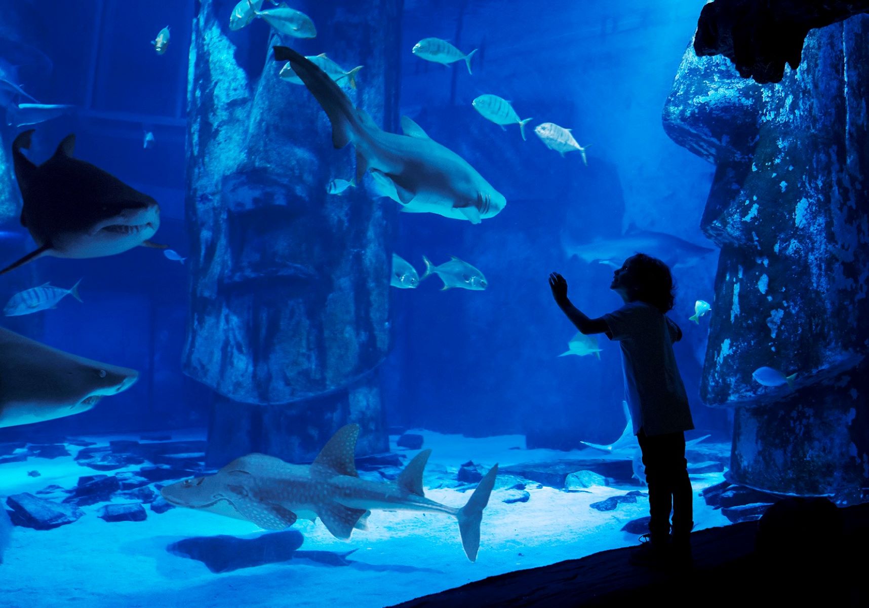 19 Intriguing Facts About Sea Life London Aquarium - Facts.net
