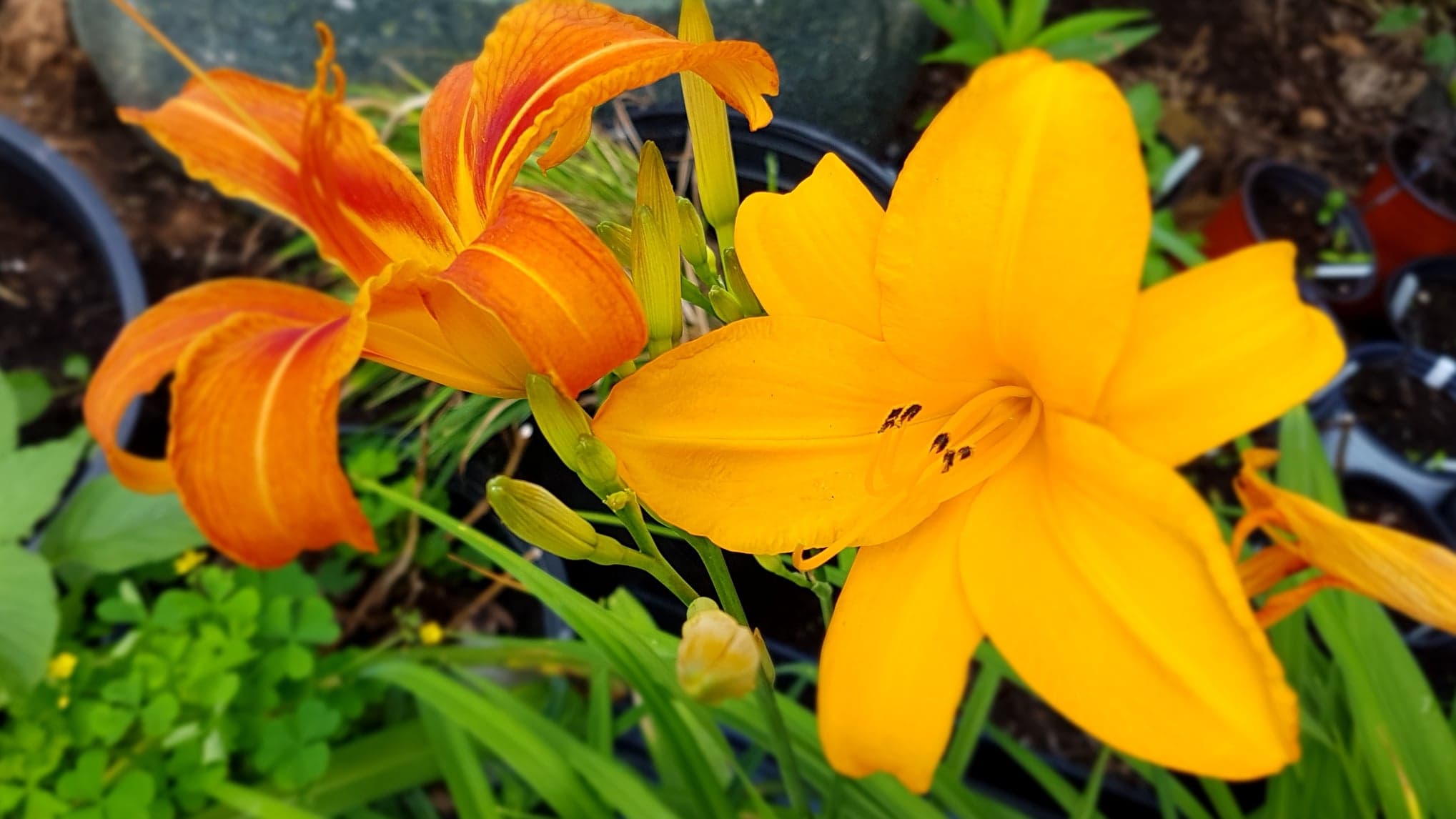 19-mind-blowing-facts-about-daylily