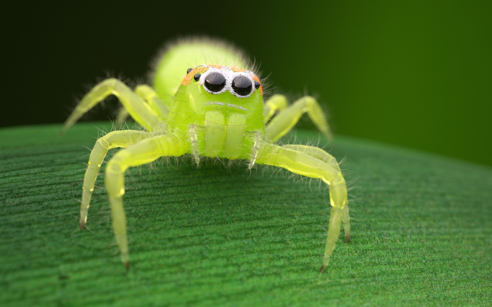19-mind-blowing-facts-about-green-jumping-spider