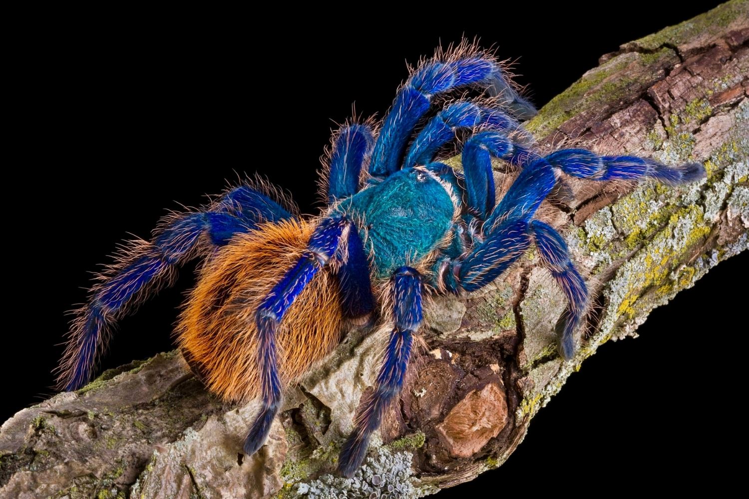 20-astonishing-facts-about-green-bottle-blue-tarantula