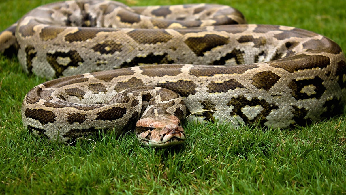 20-astonishing-facts-about-indian-rock-python