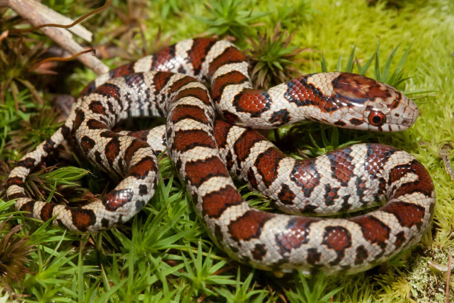 20-astonishing-facts-about-milk-snake