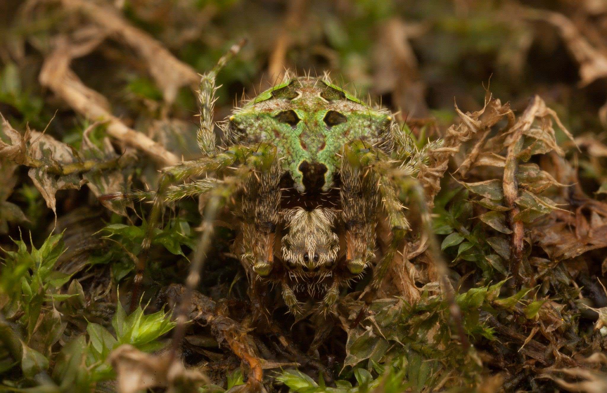 20-astonishing-facts-about-moss-orbweaver