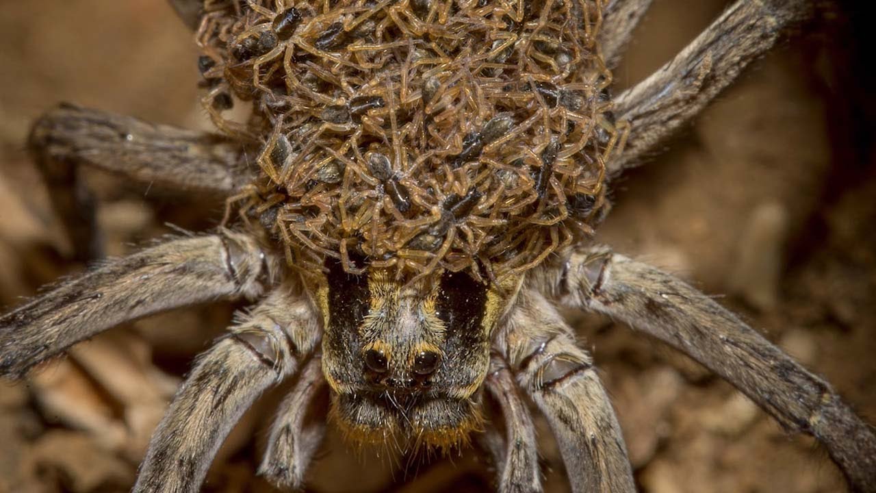 The Nurturing Nature of Spider Moms