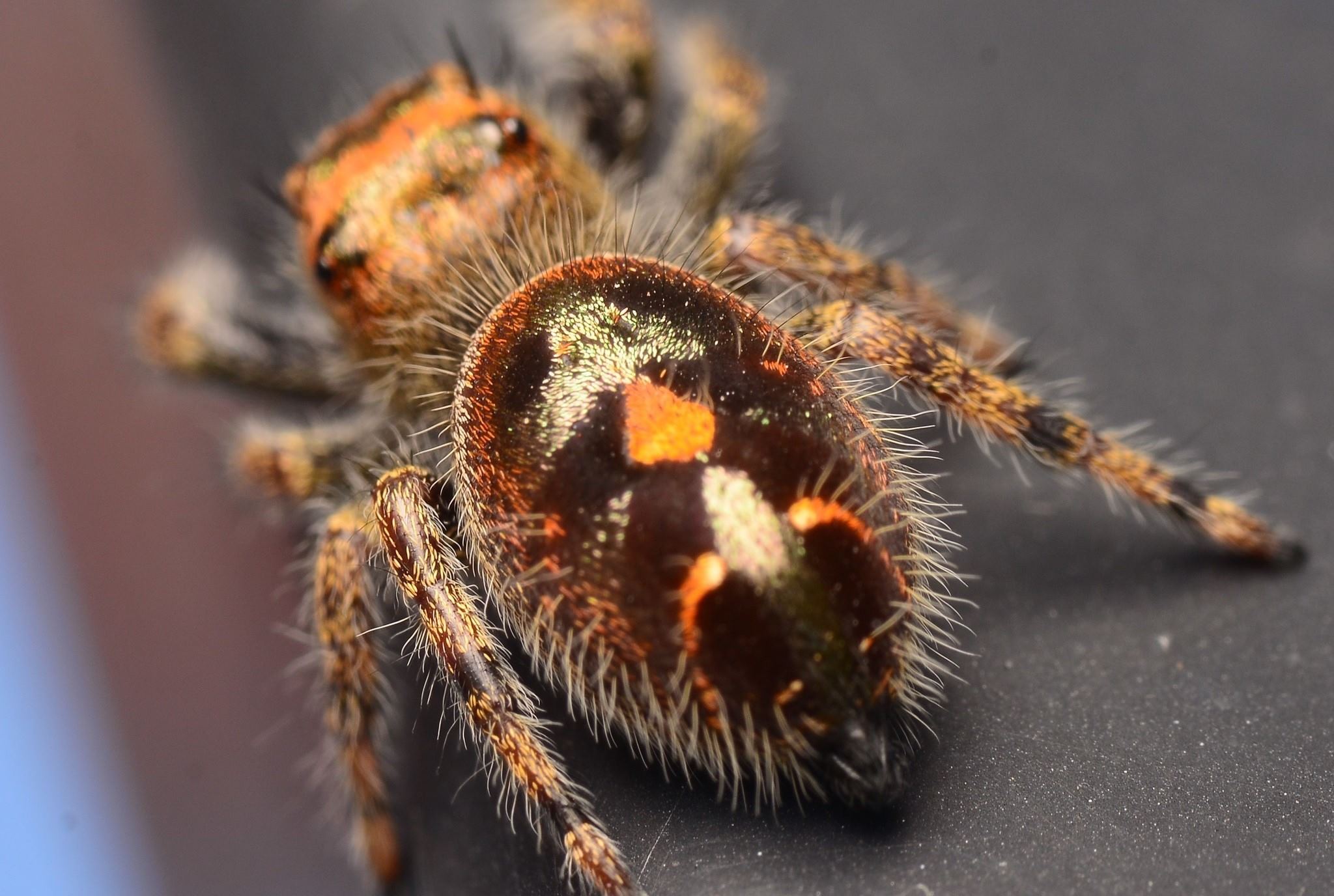 20-astounding-facts-about-bold-jumping-spider