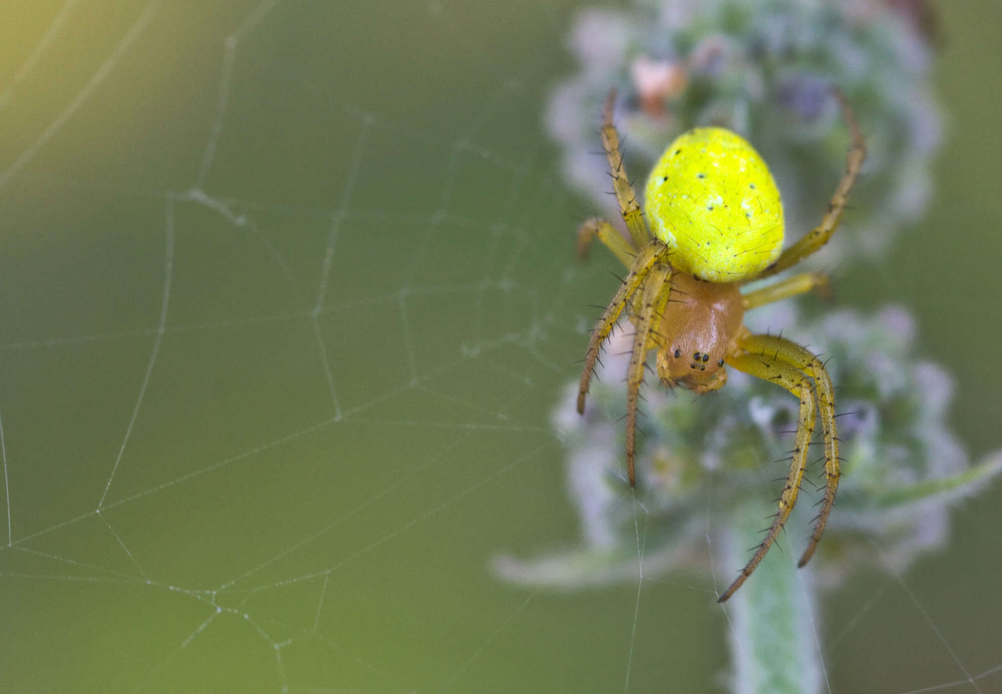 20-astounding-facts-about-cucumber-green-spider