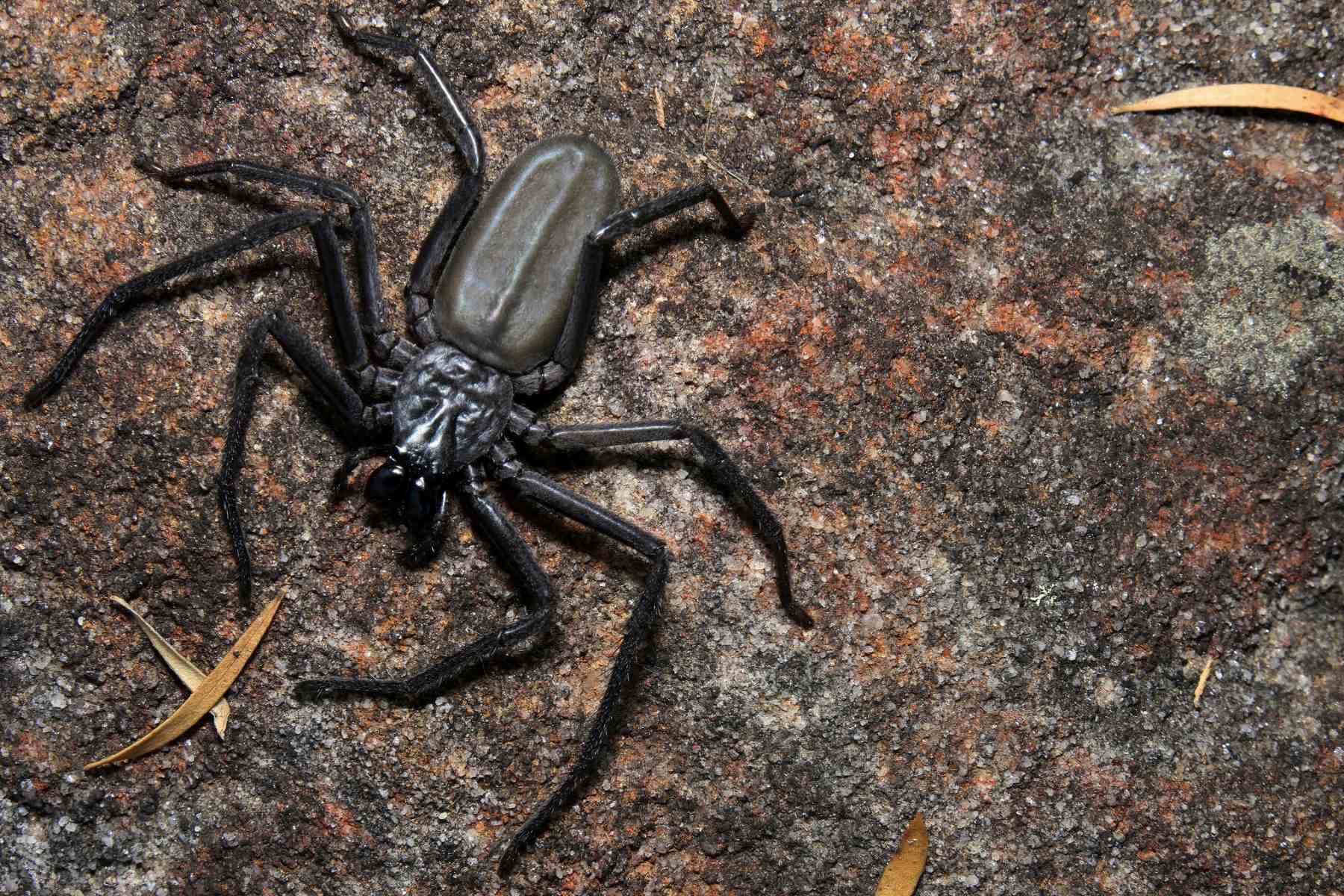 20-astounding-facts-about-flat-rock-spider